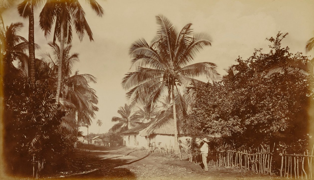 Kaakaopalmu - Retalhuleu, Guatemala tekijältä Eadweard Muybridge