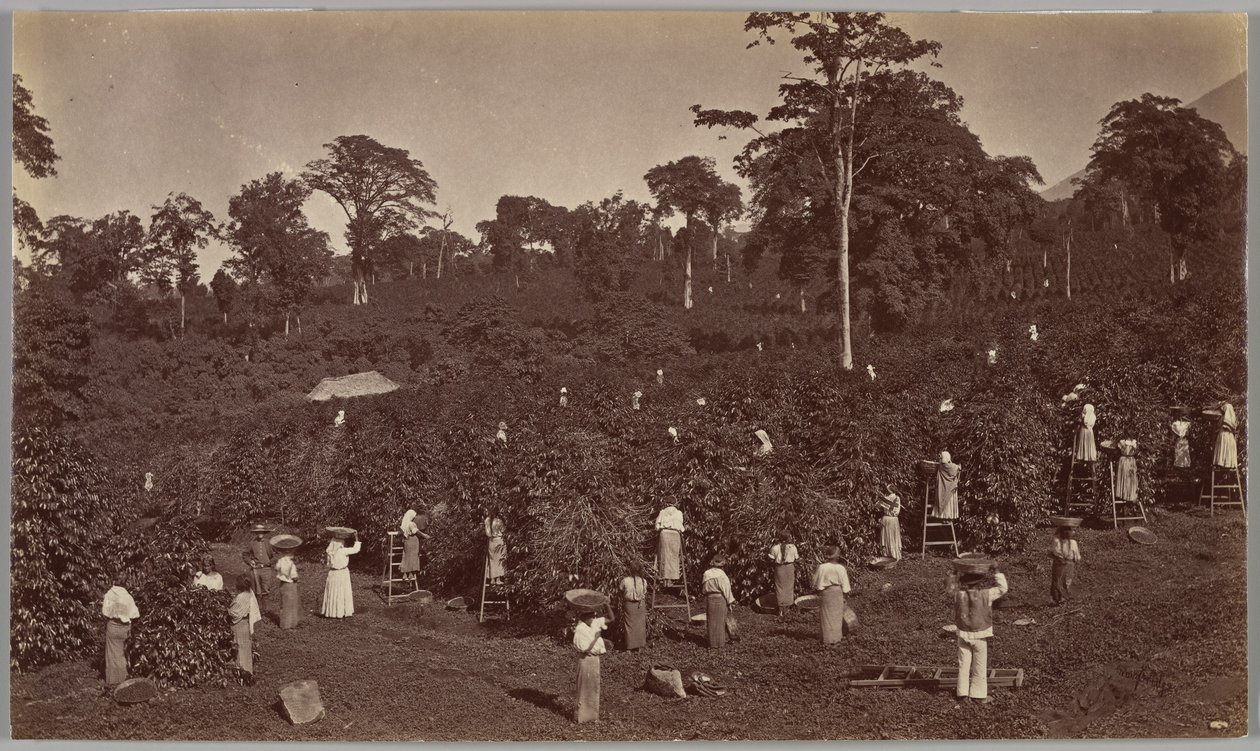 Kahvin sadonkorjuu, Las Nubes – Guatemala tekijältä Eadweard Muybridge