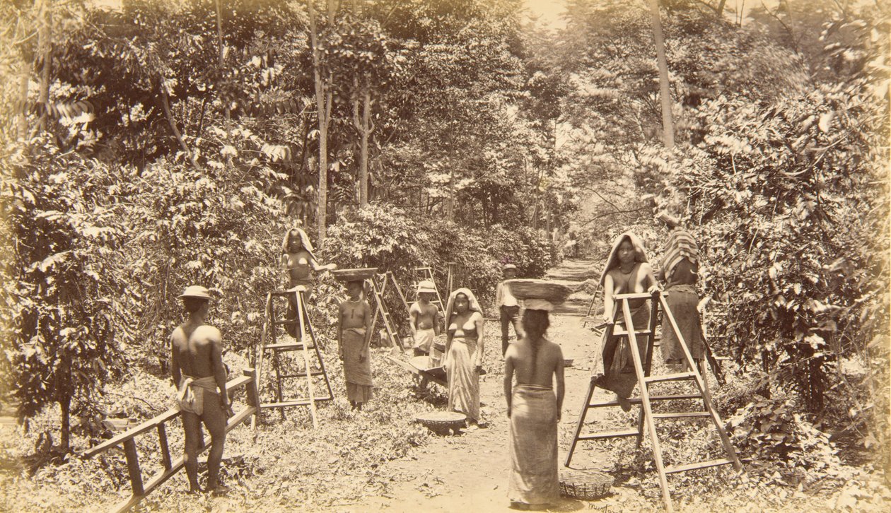 Kahvin sadonkorjuu San Isidrossa - korkeus 1000 jalkaa, Guatemala tekijältä Eadweard Muybridge