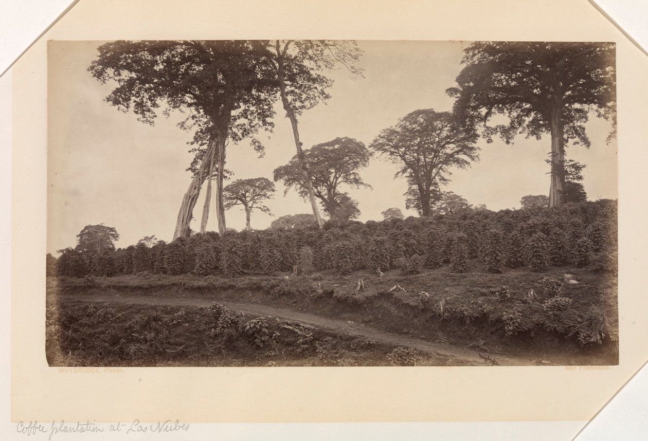 Las Nubesin kahviviljelmä, Guatemala tekijältä Eadweard Muybridge