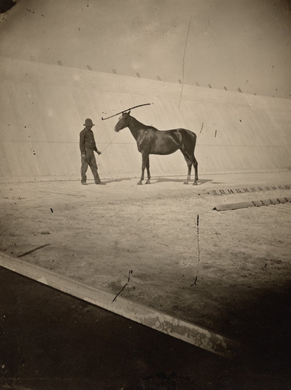 Yksityiskohta Leland Stanfordin hevostilan radasta Palo Altossa 1878-1879 (kuva). tekijältä Eadweard Muybridge
