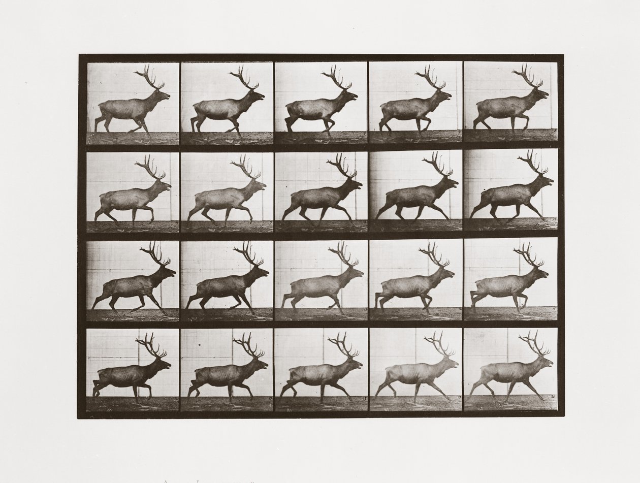 Elk, levy 692, Animal Locomotion, 1887 tekijältä Eadweard Muybridge