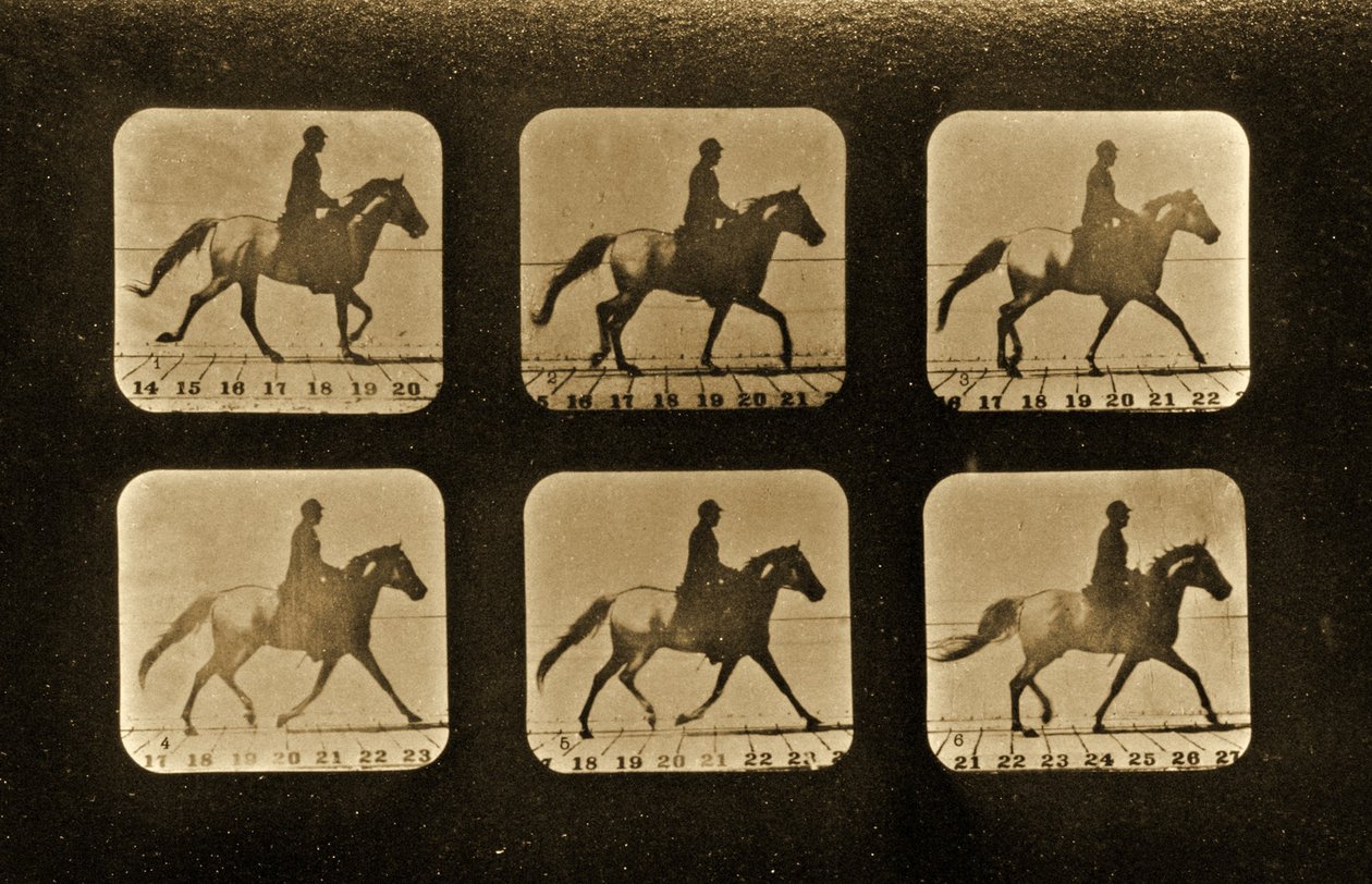 Hevoset. Epäsäännöllinen, Animal Locomotion -sarja, n. 1881 tekijältä Eadweard Muybridge