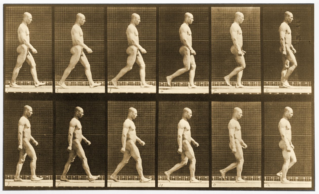 Kuvasarja alaston miehestä kävelemässä, "Animal Locomotion" -sarja, n. 1881 (m/v kuva) tekijältä Eadweard Muybridge