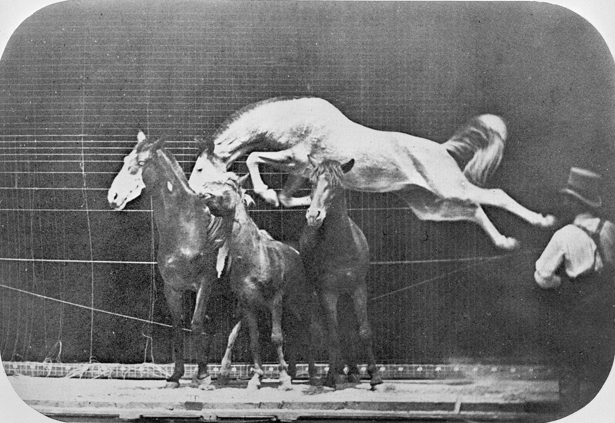 Kolmen hevosen yli hyppääminen...kastanjahevonen Hornet, elokuvasta "Animal Locomotion, An Electro-photographic Investigation of Consecutive Phases of Animal Movement", n. 1872-85 tekijältä Eadweard Muybridge
