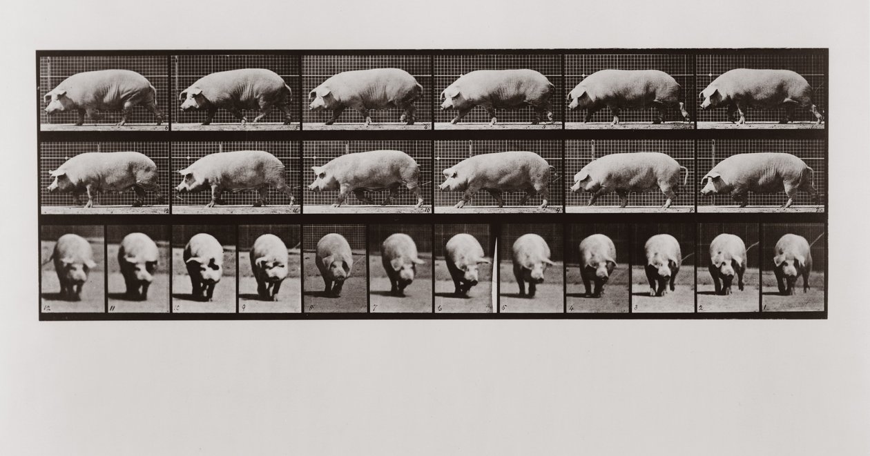 Sian kävely, levy 673 teoksesta Animal Locomotion, 1887. tekijältä Eadweard Muybridge