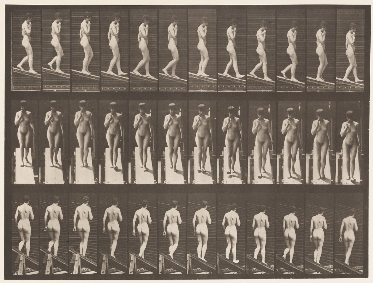 Levy 116. Laskeva kaltevuus, yksi käsi leualla tekijältä Eadweard Muybridge