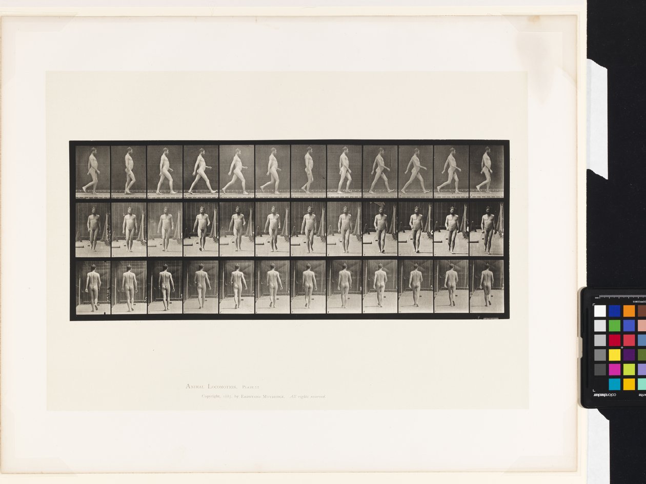 Lauta 11. Kävely tekijältä Eadweard Muybridge