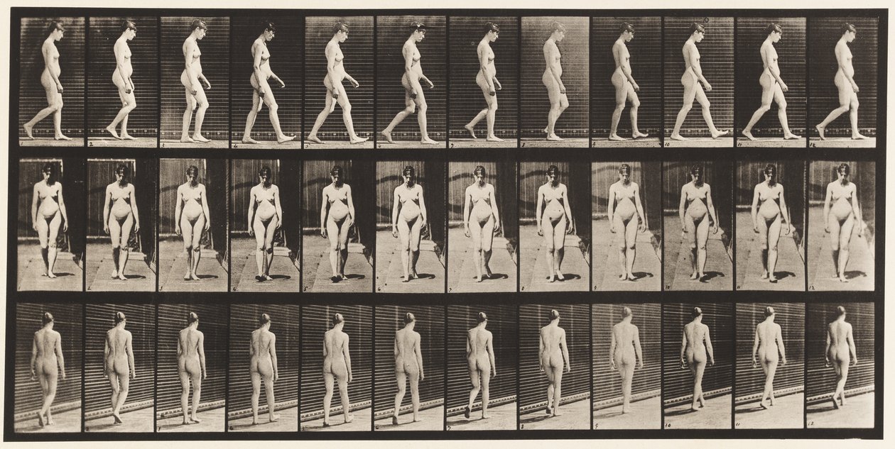 Levy 13. Kävely, 1872-1885 tekijältä Eadweard Muybridge