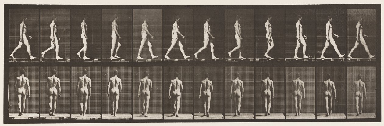 Levy 2. Kävely, 1872-1885 tekijältä Eadweard Muybridge