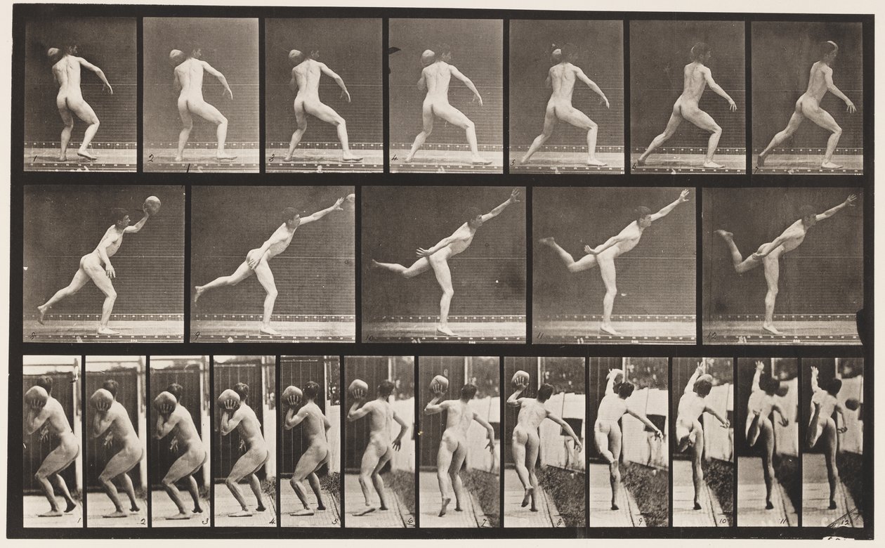 Levy 316. 20-lb:n kallion nostaminen, 1885 tekijältä Eadweard Muybridge