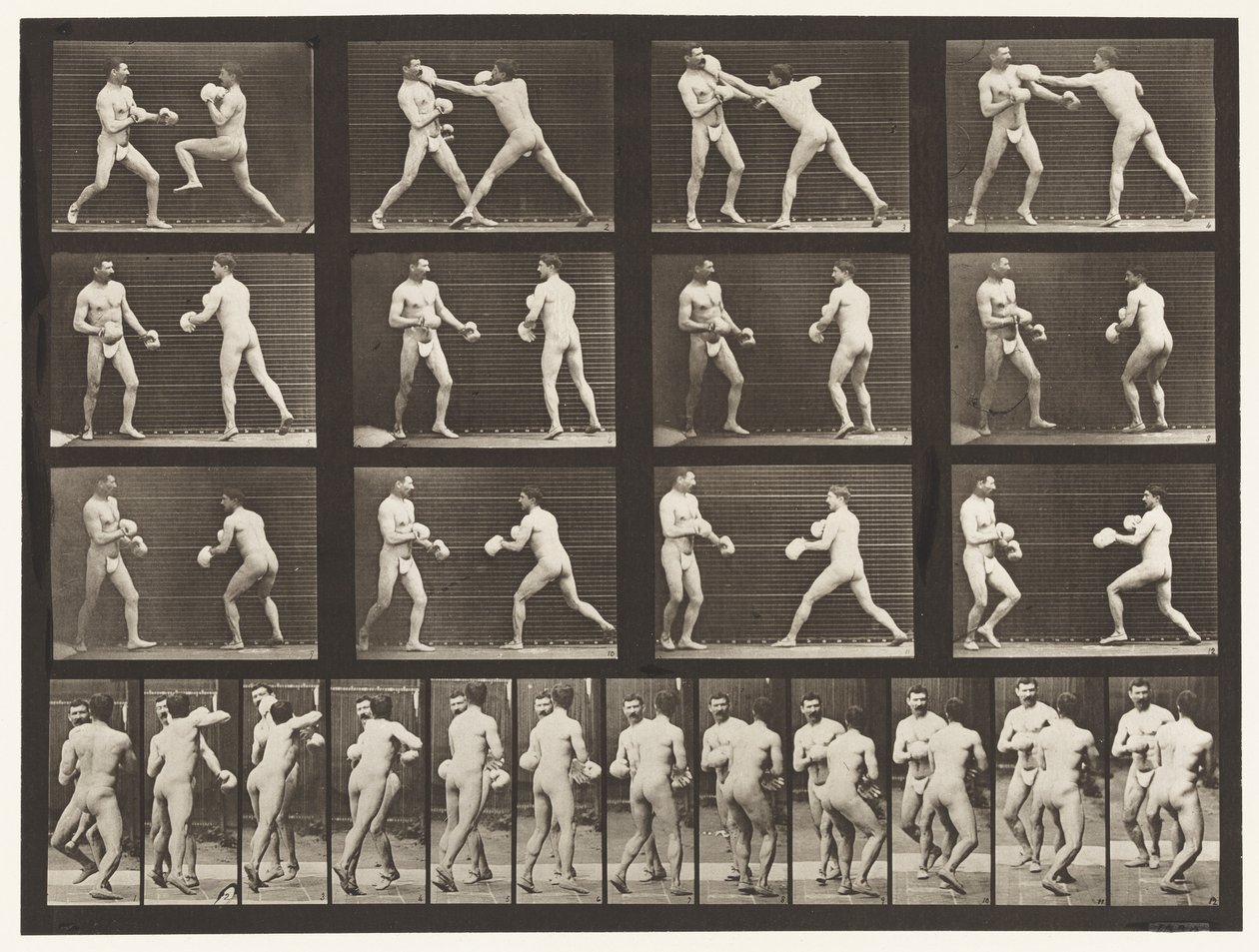 Lauta 335. Nyrkkeily; Käsineiden kanssa tekijältä Eadweard Muybridge