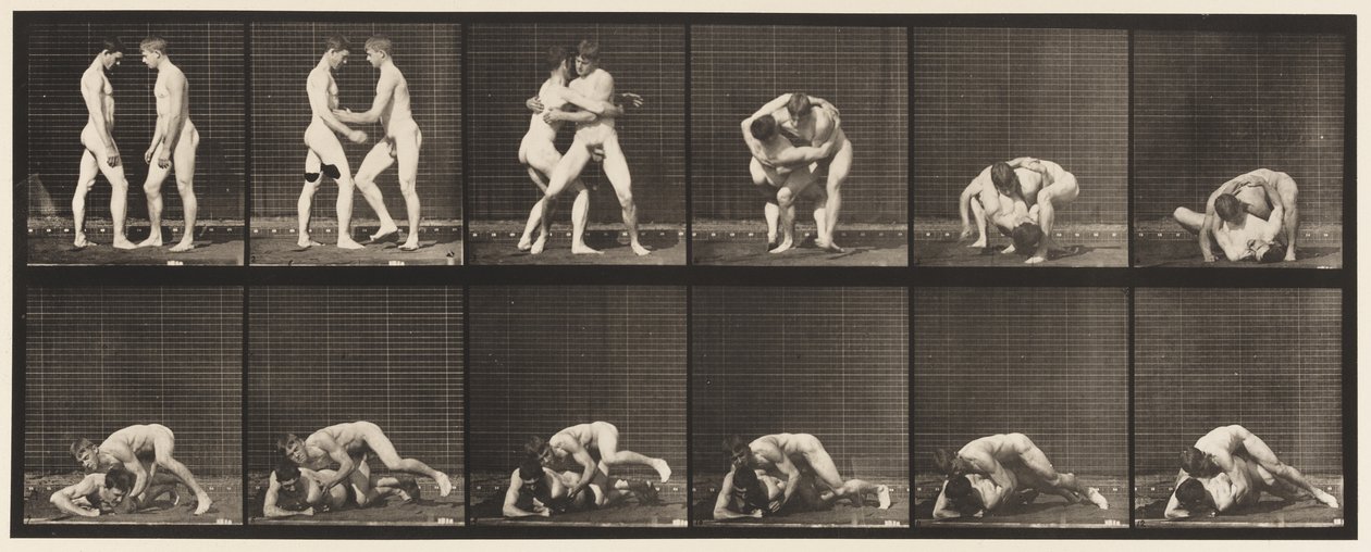 Kilpi 345. Paini, lukko, 1885 tekijältä Eadweard Muybridge