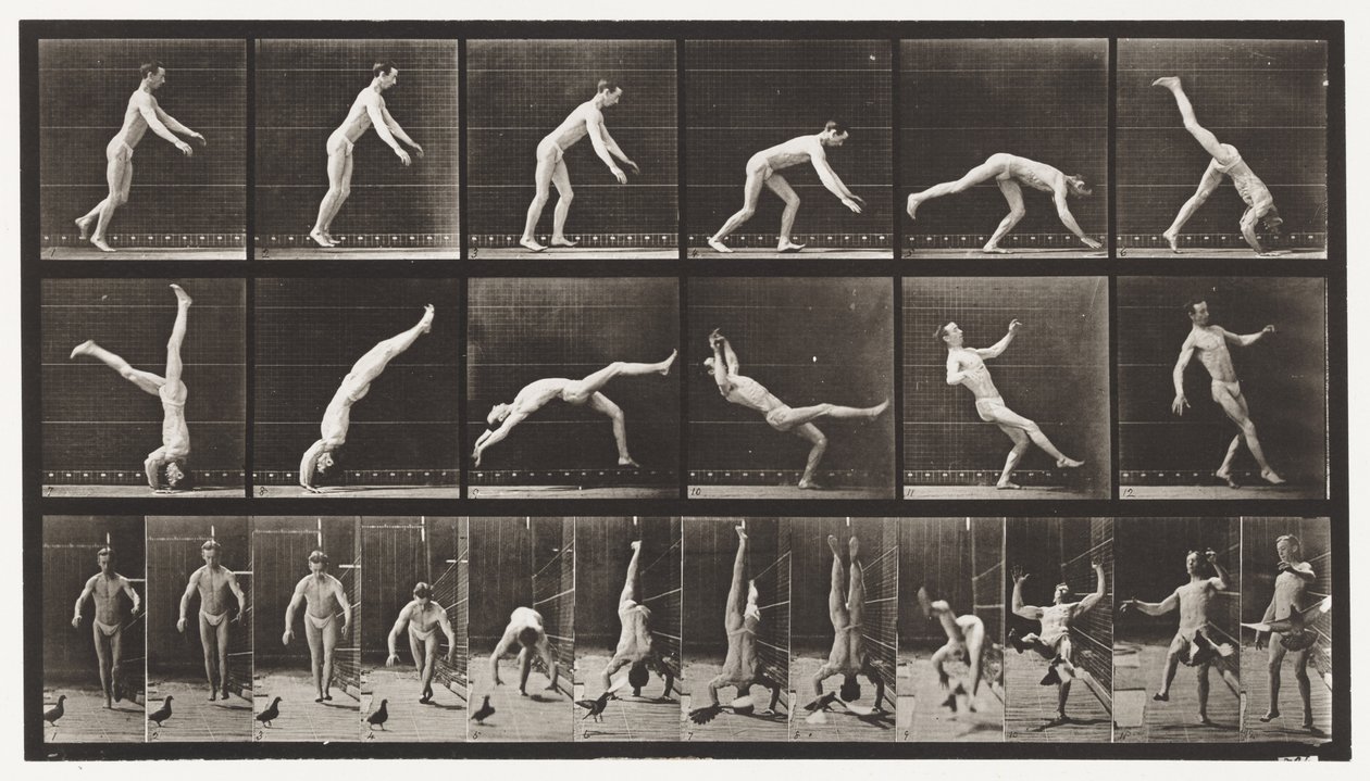 Levy 365. Pääjousi, lentävä kyyhkynen häiritsee tekijältä Eadweard Muybridge