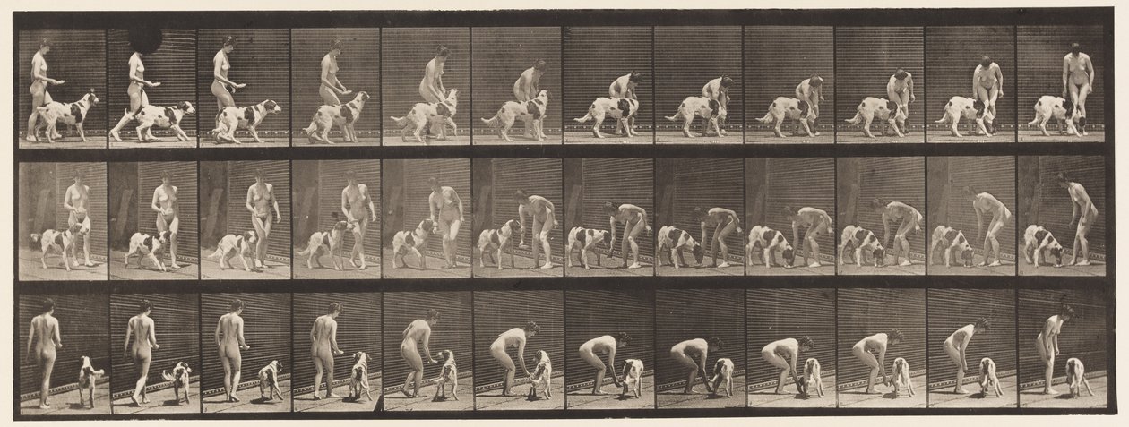 Lauta 449. Koiran ruokinta tekijältä Eadweard Muybridge