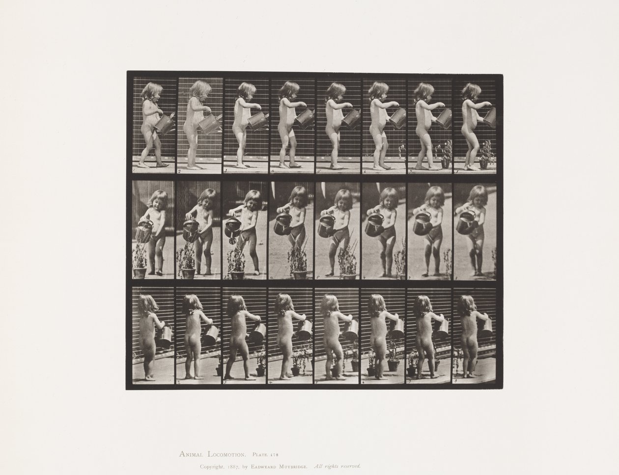 Lauta 478. Lapsi, kastelee vettä joidenkin kukkien päälle, 1885 tekijältä Eadweard Muybridge