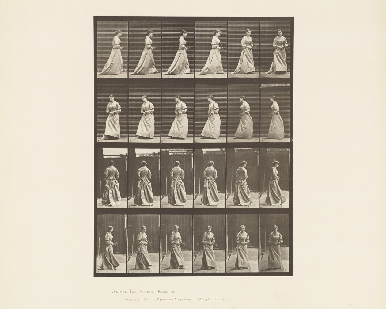 Levy 48. Kävelevä ja kääntyvä kukkakimppu molemmissa käsissä, 1885 tekijältä Eadweard Muybridge