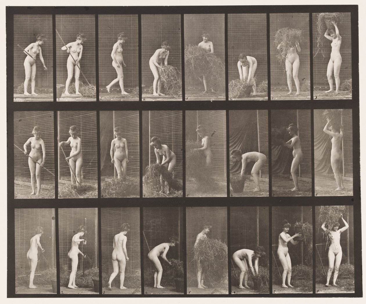 Levy 499. Heinän haravointi ja pakkaus, 1872-1885 tekijältä Eadweard Muybridge