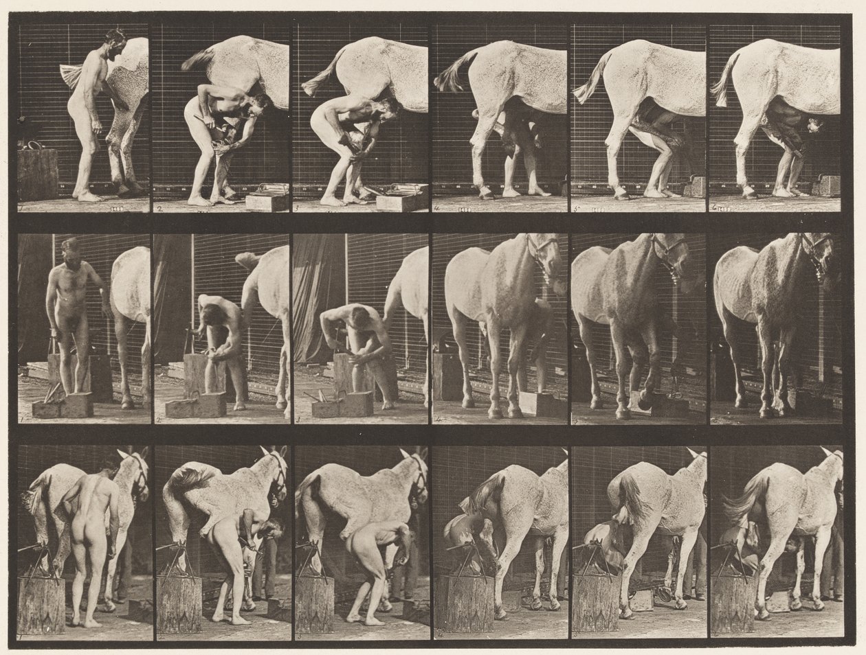 Levy 509. Hevosen kenkiminen tekijältä Eadweard Muybridge