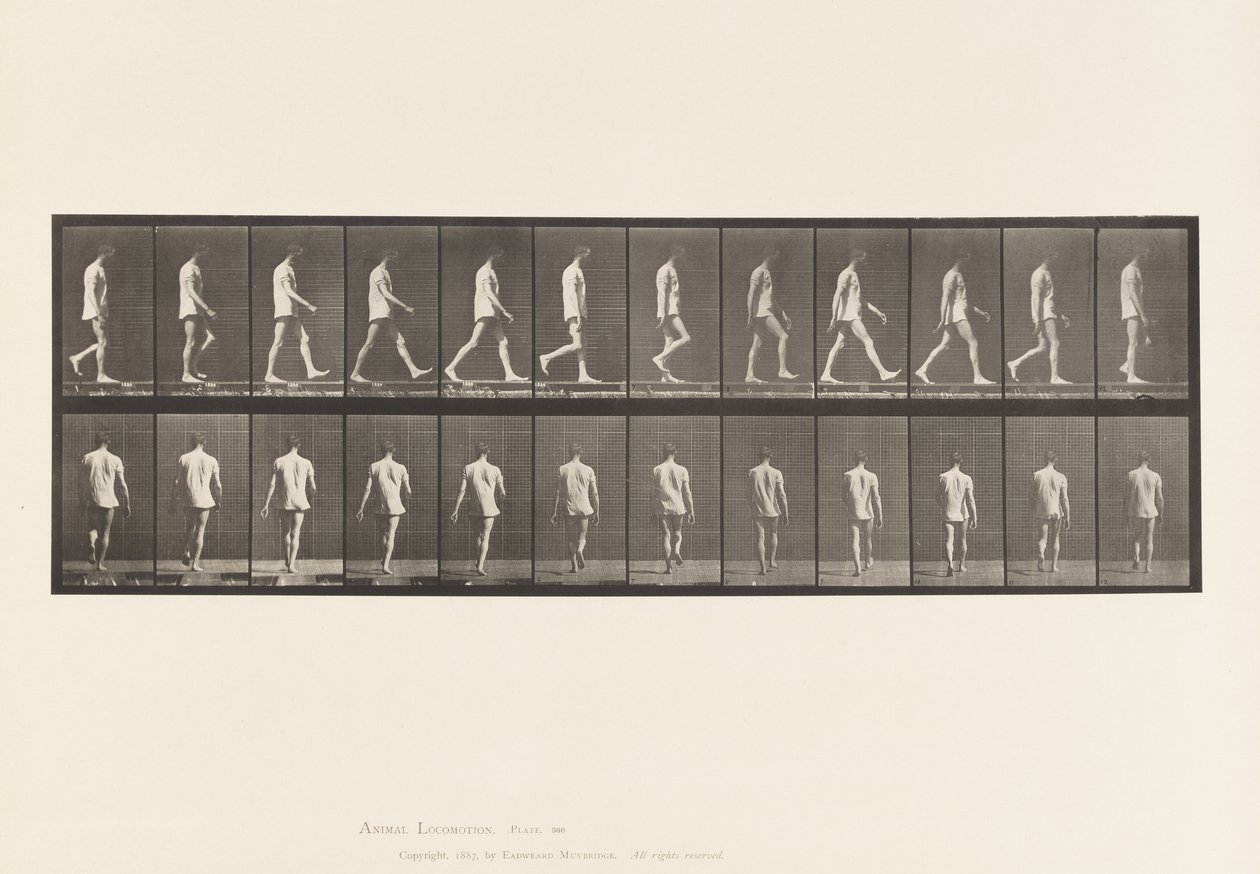 Levy 560. Liikunta-ataksia; Kävely, 1885 tekijältä Eadweard Muybridge