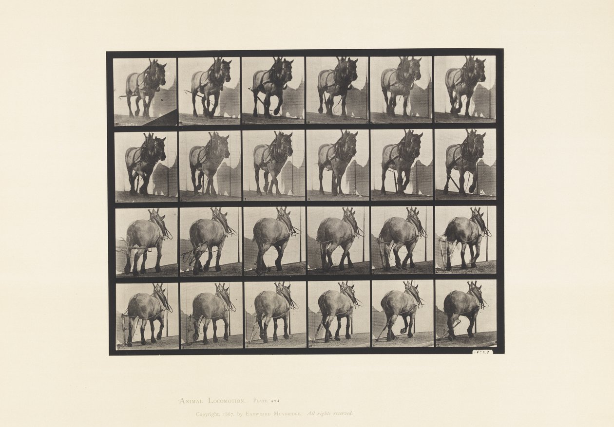 Levy 564. Veto; Rikkoutunut hirsiketju; Tummanharmaa belgialainen hevonen Dusel tekijältä Eadweard Muybridge