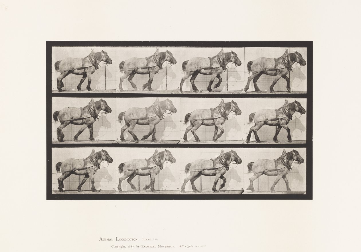 Levy 565. Veto;Tummanharmaa belgialainen hevonen Dusel tekijältä Eadweard Muybridge