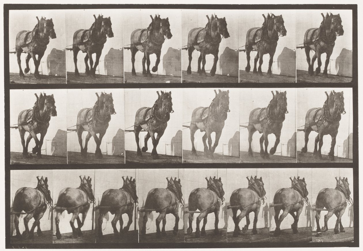 Kilpi 566. Veto; Tummanharmaa belgialainen hevonen Dusel, 1885 tekijältä Eadweard Muybridge