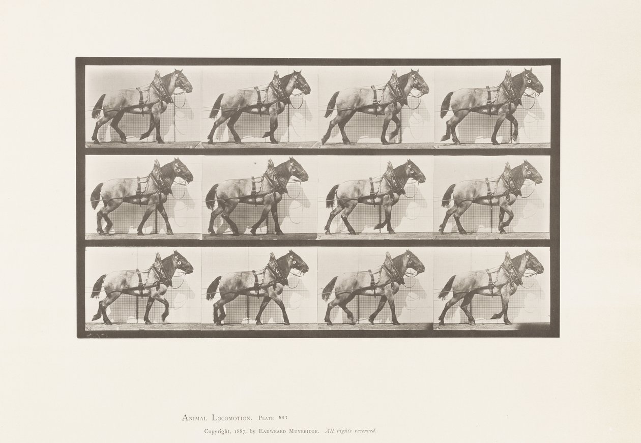 Kilpi 567. Veto;Tummanharmaa belgialainen hevonen Billy, 1885 tekijältä Eadweard Muybridge