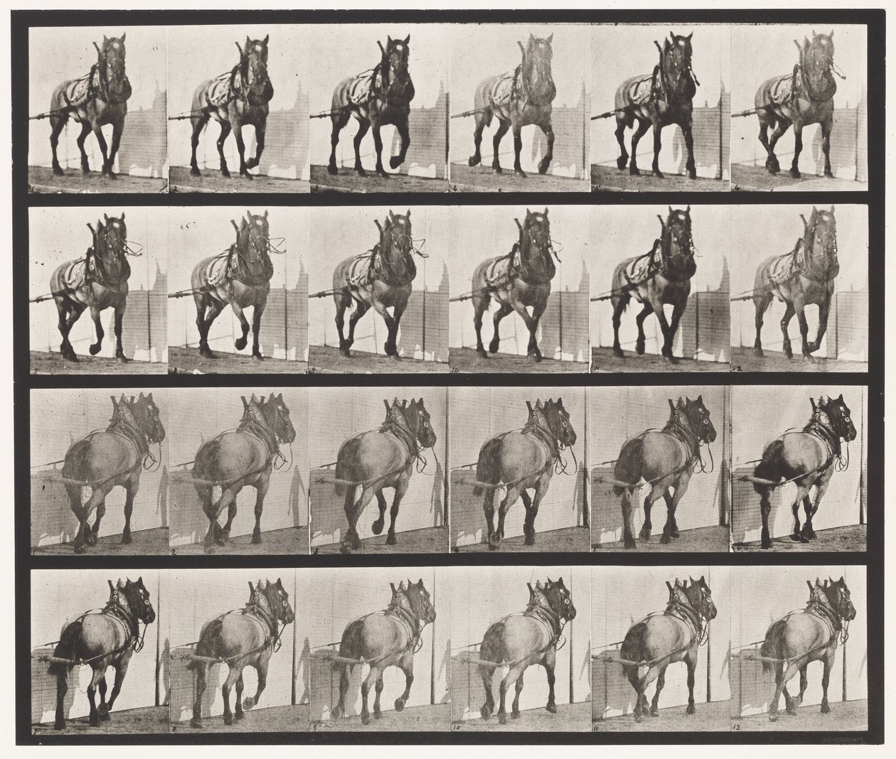 Levy 568. Veto;Tummanharmaa belgialainen hevonen Billy tekijältä Eadweard Muybridge