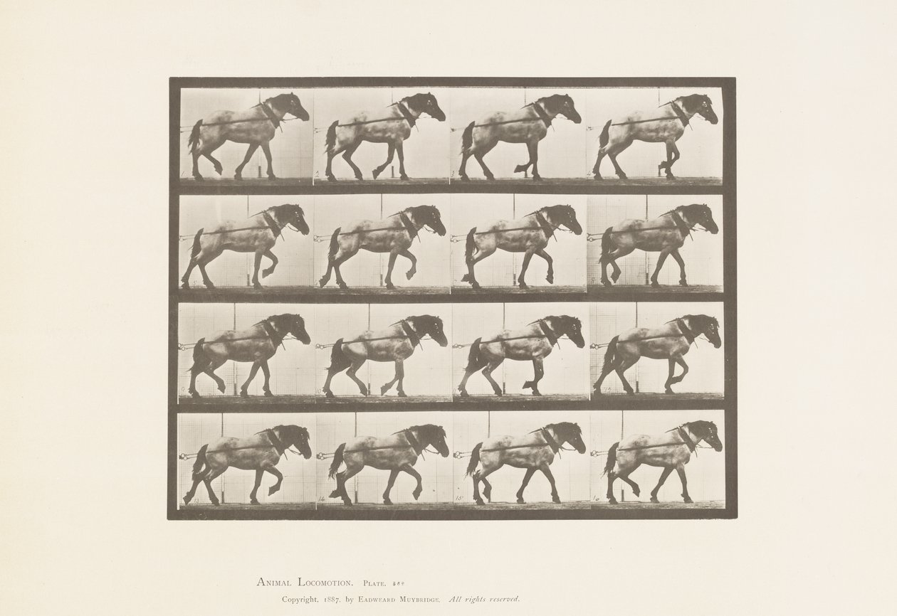 Kilpi 569. Veto;Tummanharmaa belgialainen hevoshanseli, 1885 tekijältä Eadweard Muybridge