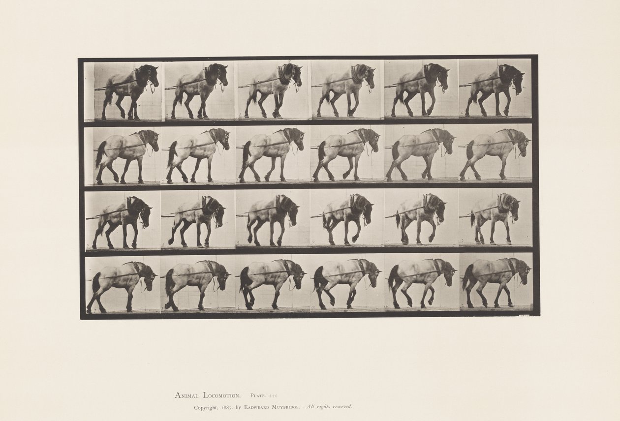 Kilpi 570. Veto;Tummanharmaa belgialainen hevoshanseli, 1885 tekijältä Eadweard Muybridge