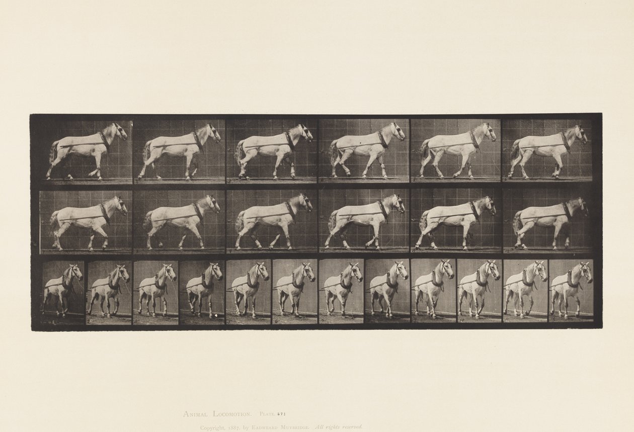 Levy 571. Veto; Vaaleanharmaa Mare Johnson, 1885 tekijältä Eadweard Muybridge
