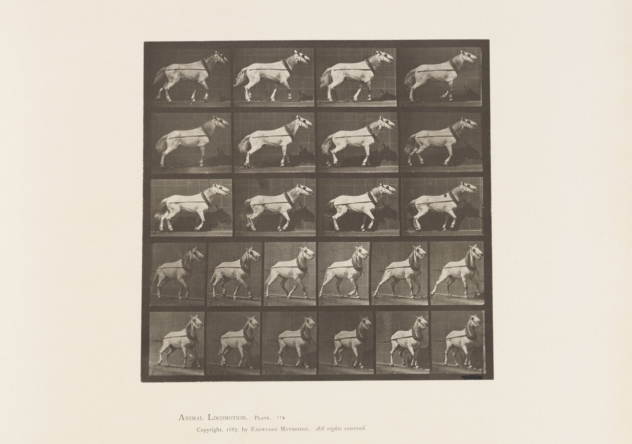 Levy 572. Veto; Pää vedetään; Vaaleanharmaa tamma, 1885 tekijältä Eadweard Muybridge