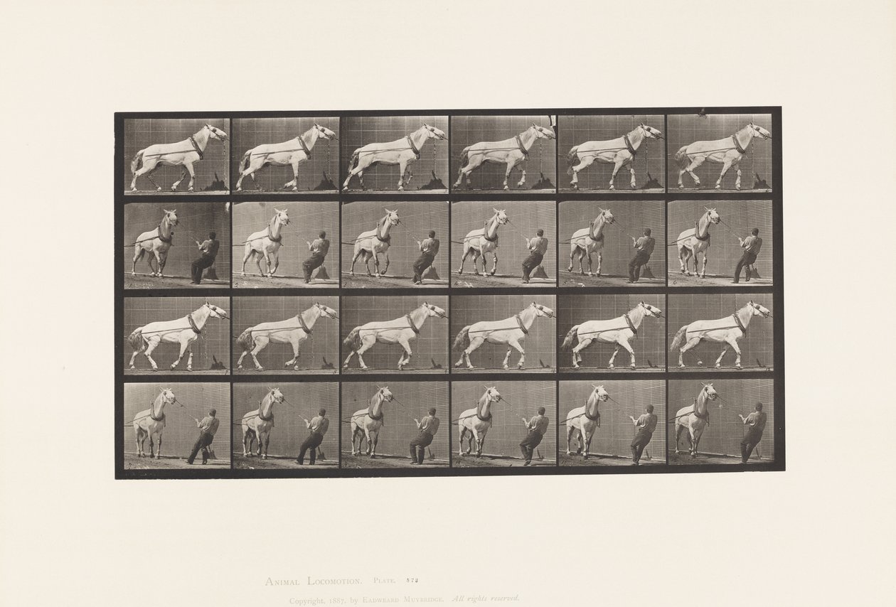 Levy 573. Veto; Mies vetää päätä; Vaaleanharmaa tamma, 1885 tekijältä Eadweard Muybridge