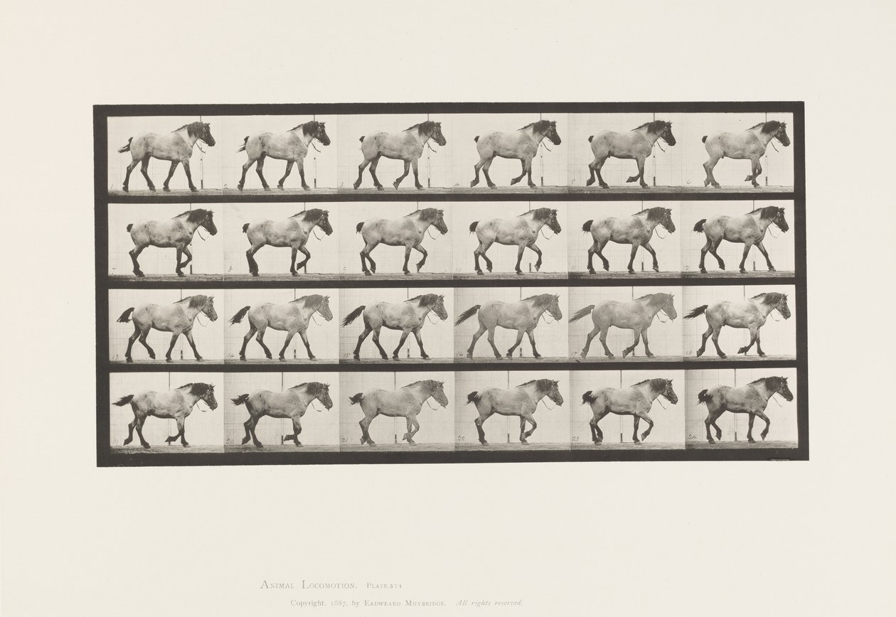 Lauta 574. Kävely; Vapaa; Tummanharmaa belgialainen hevoshanseli, 1885 tekijältä Eadweard Muybridge
