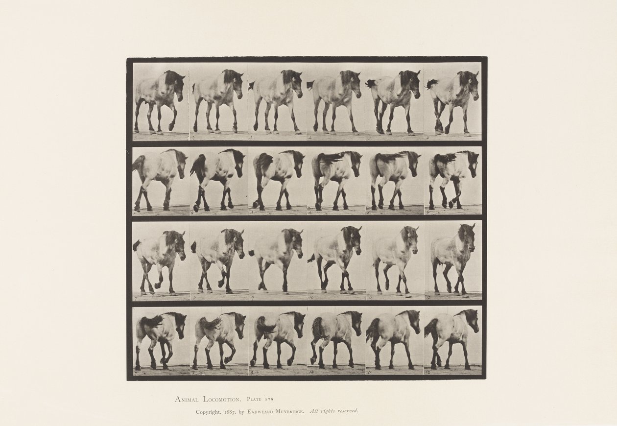 Lauta 575. Kävely; Vapaa; Tummanharmaa belgialainen hevoshanseli, 1885 tekijältä Eadweard Muybridge