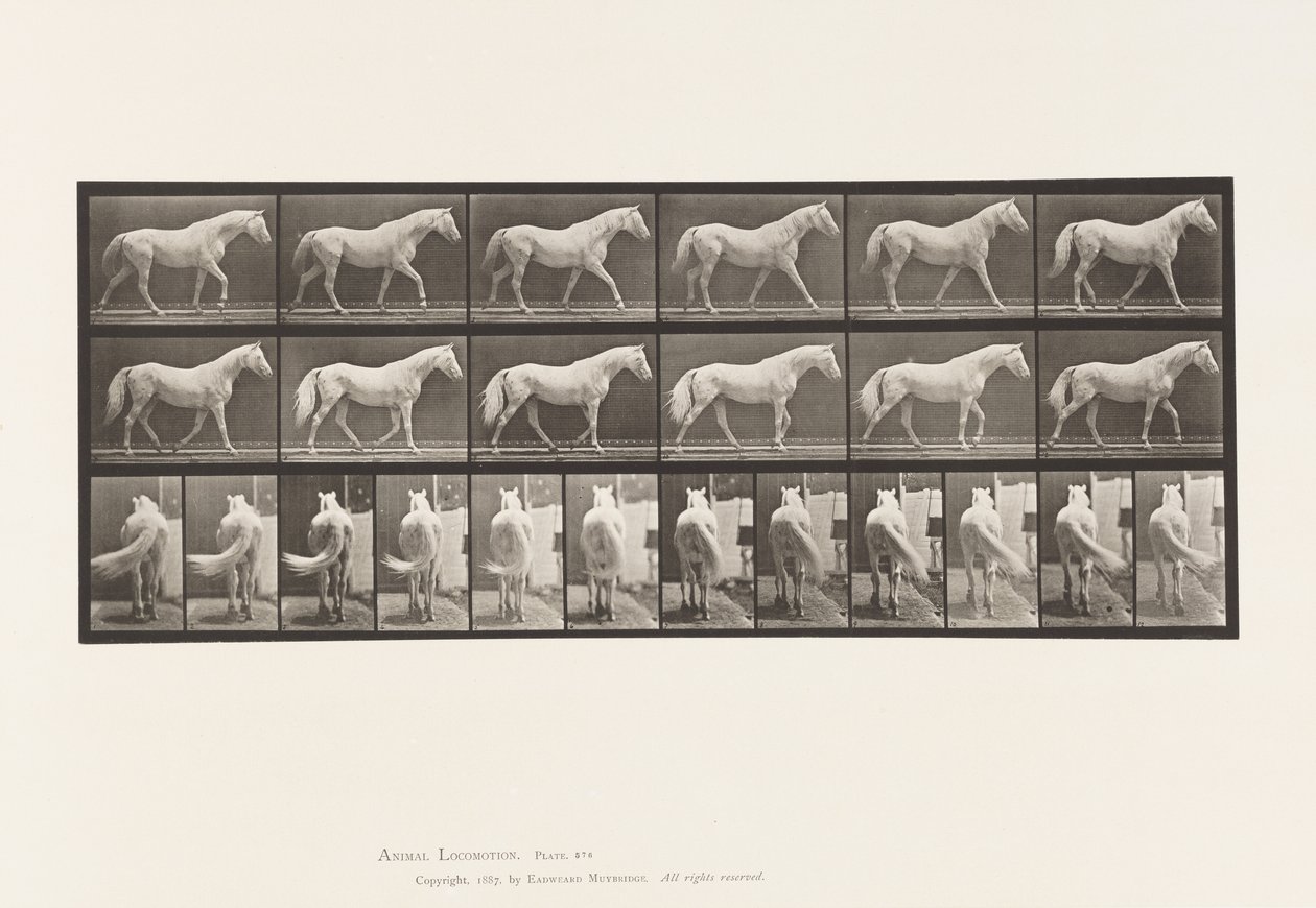 Levy 576. Kävely; Vapaa; Vaaleanharmaa hevoskotka tekijältä Eadweard Muybridge