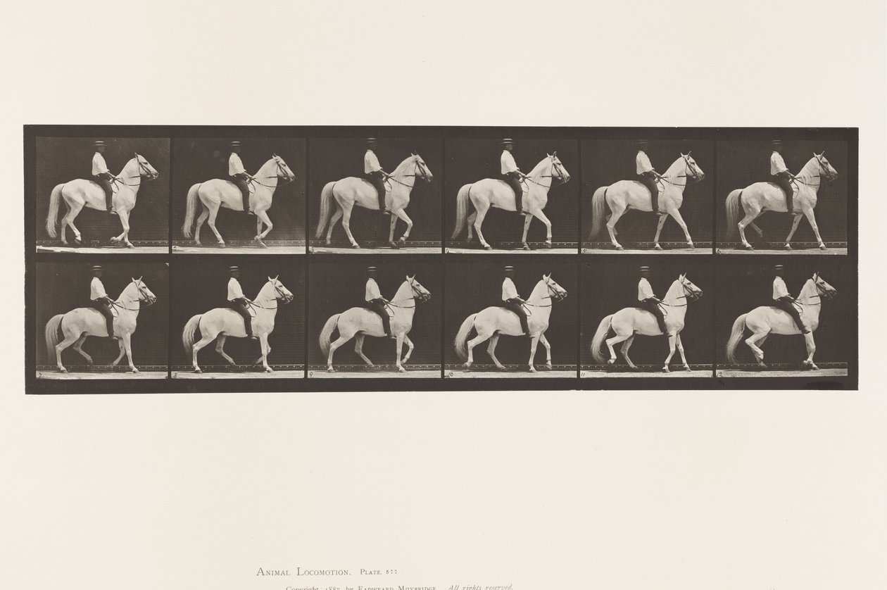 Lauta 577. Kävely; Satula; Epäsäännöllinen; Valkoinen hevonen Clinton, 1885 tekijältä Eadweard Muybridge