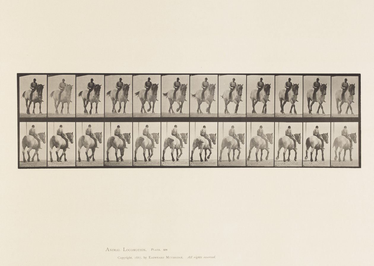 Lauta 578. Kävely; Paljas selkä; Tummanharmaa belgialainen hevonen Dusel tekijältä Eadweard Muybridge