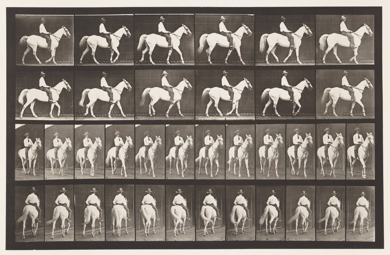 Lauta 579. Kävely; Satula; Valkoinen hevonen Elberon, 1885 tekijältä Eadweard Muybridge