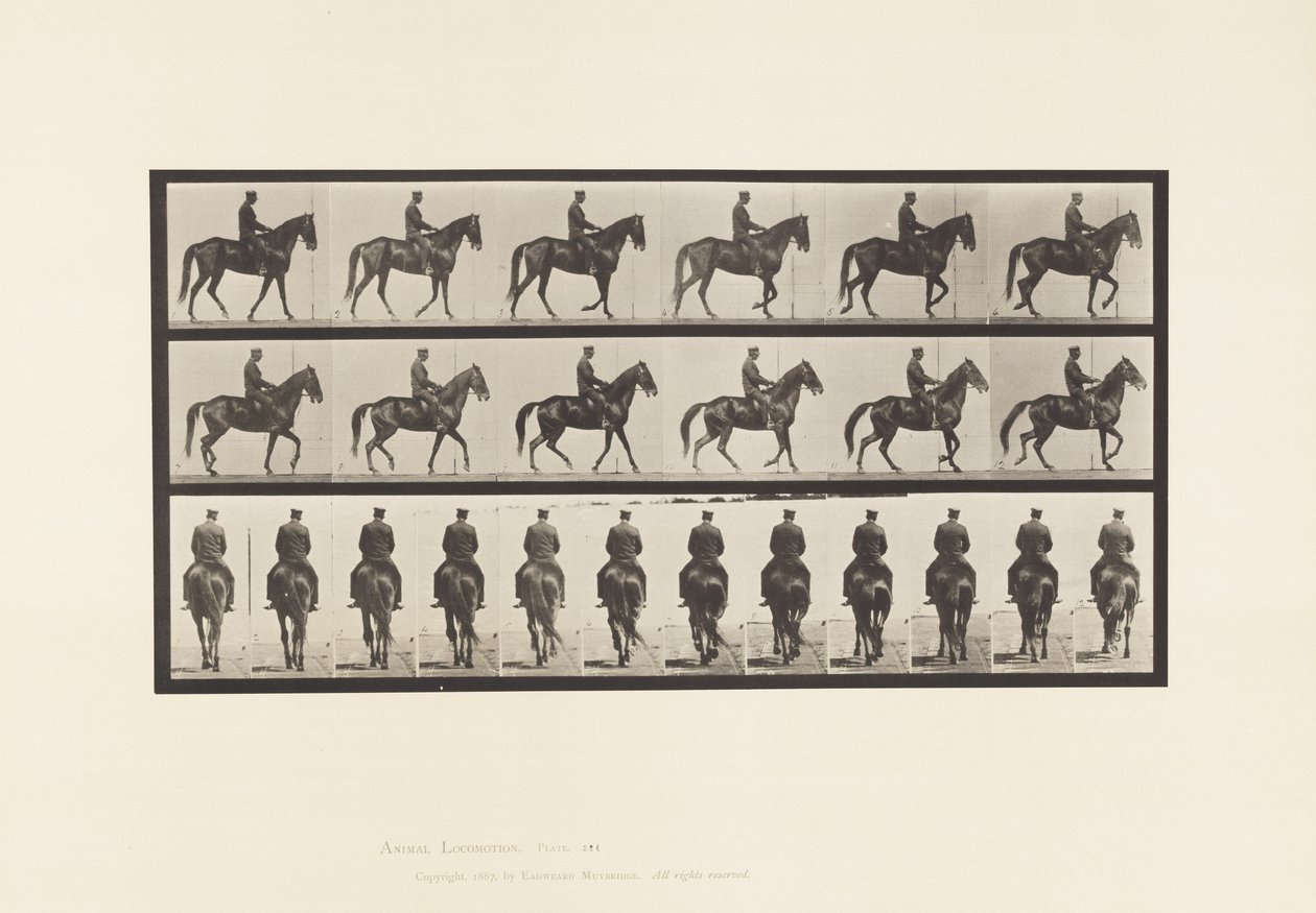 Lauta 584. Kävely; Satula; Epäsäännöllinen; Ruskean tamman kaunotar, 1885 tekijältä Eadweard Muybridge