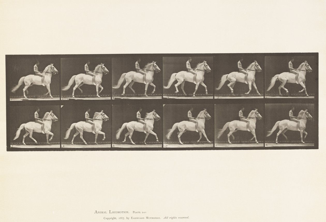 Levy 590. Ambling tekijältä Eadweard Muybridge
