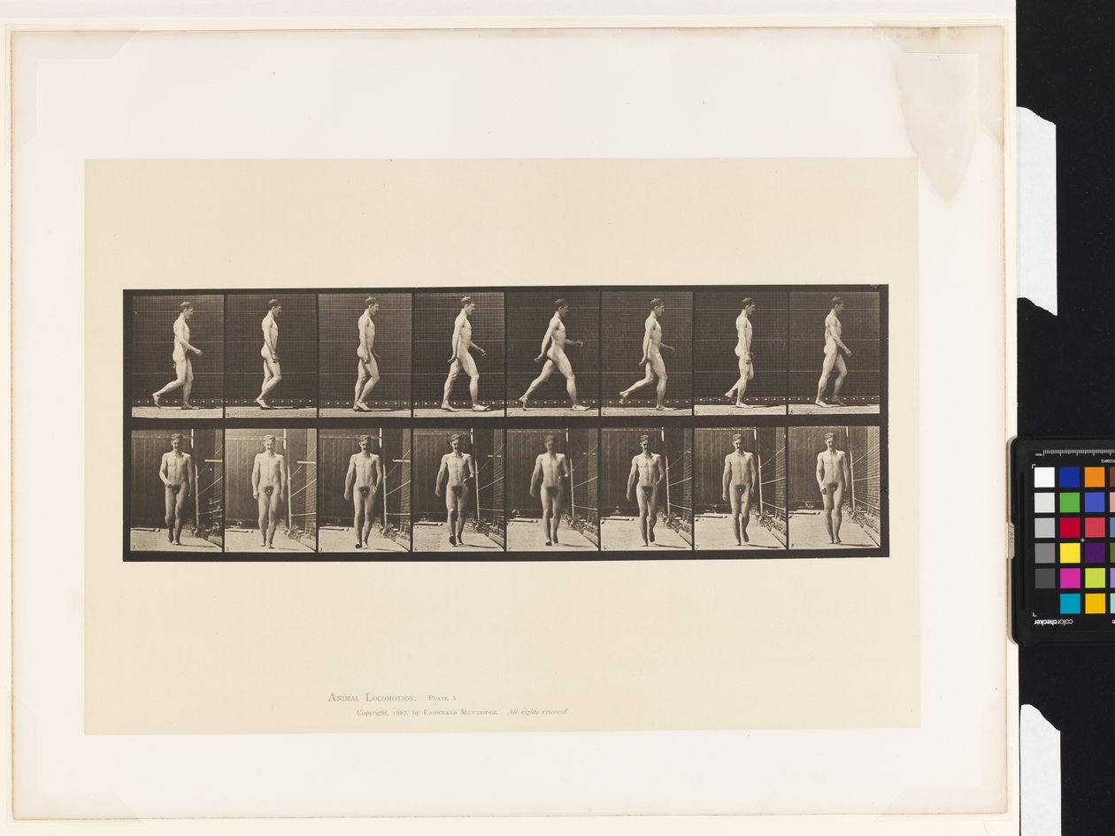 Lauta 5. Kävely tekijältä Eadweard Muybridge