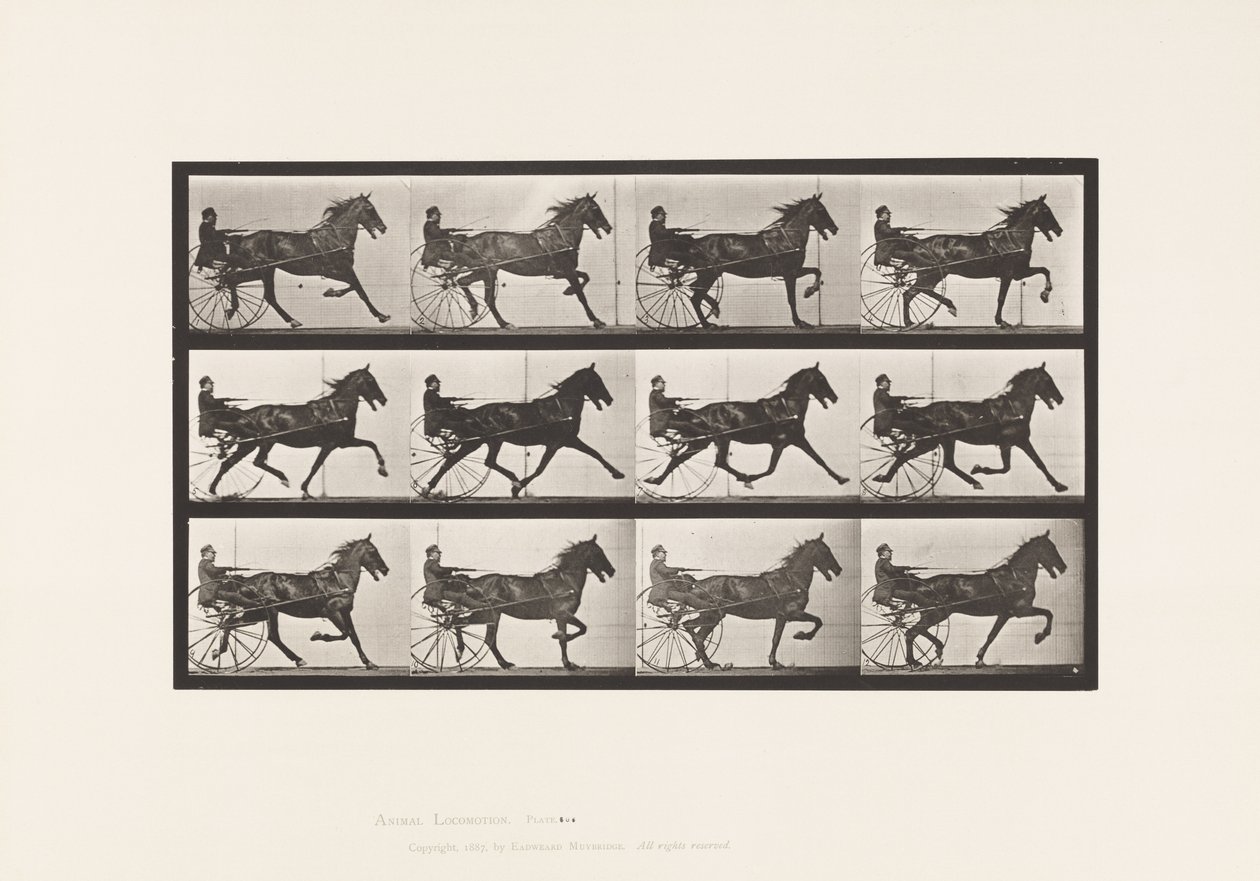 Levy 606. Ravi; Sulky; Bay Horse, Ruuben tekijältä Eadweard Muybridge