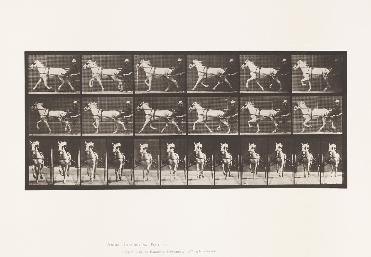 Levy 610. Ravi; Sulky; Harmaa tamma, Katydid tekijältä Eadweard Muybridge