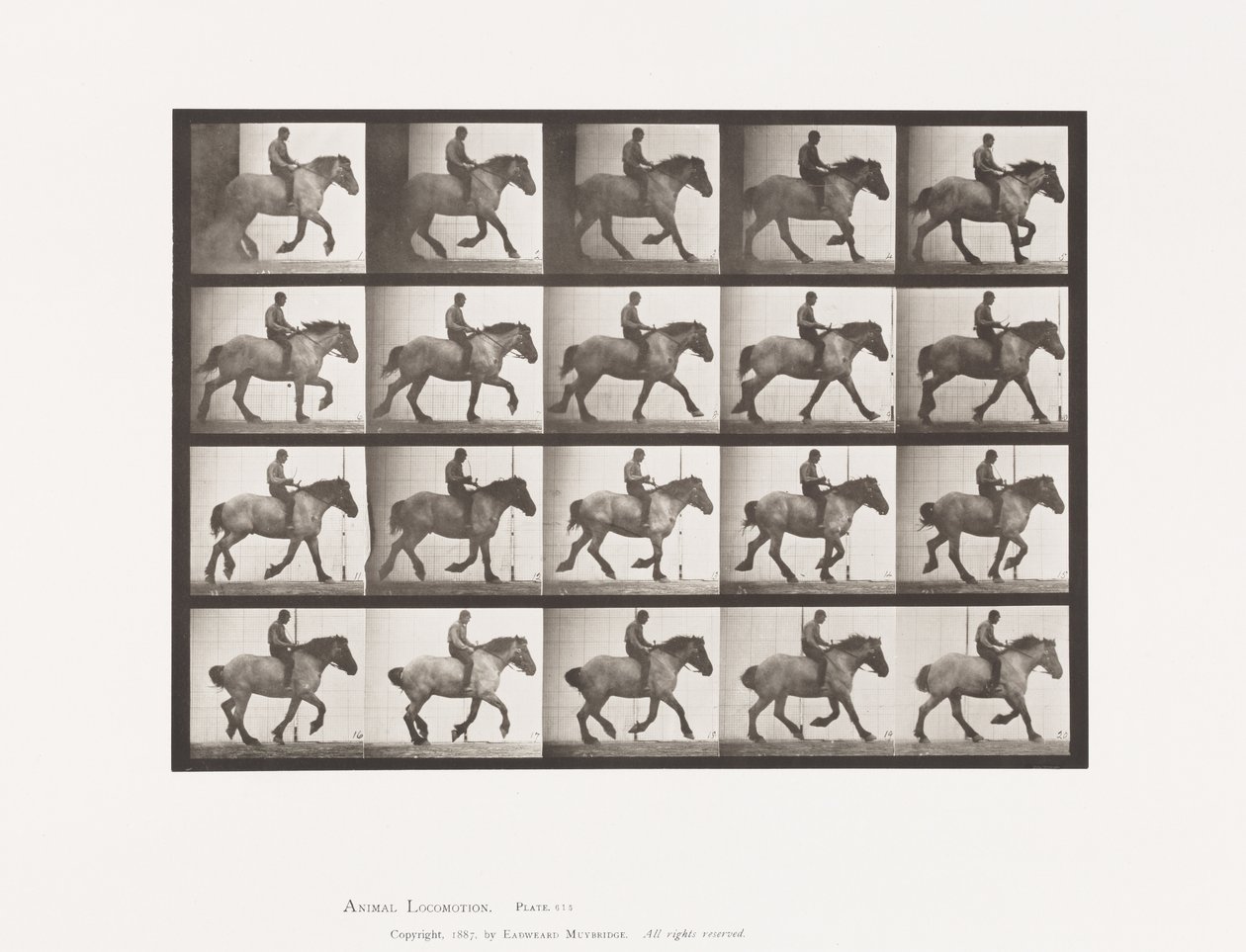 Levy 615. Laukka: Bareback; Tummanharmaa belgialainen hevoshanseli tekijältä Eadweard Muybridge