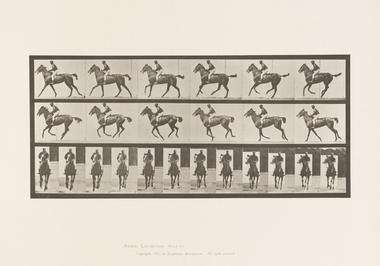 Levy 621. Laukka; Satula; Täysverinen Bay Mare Annie 6 tekijältä Eadweard Muybridge