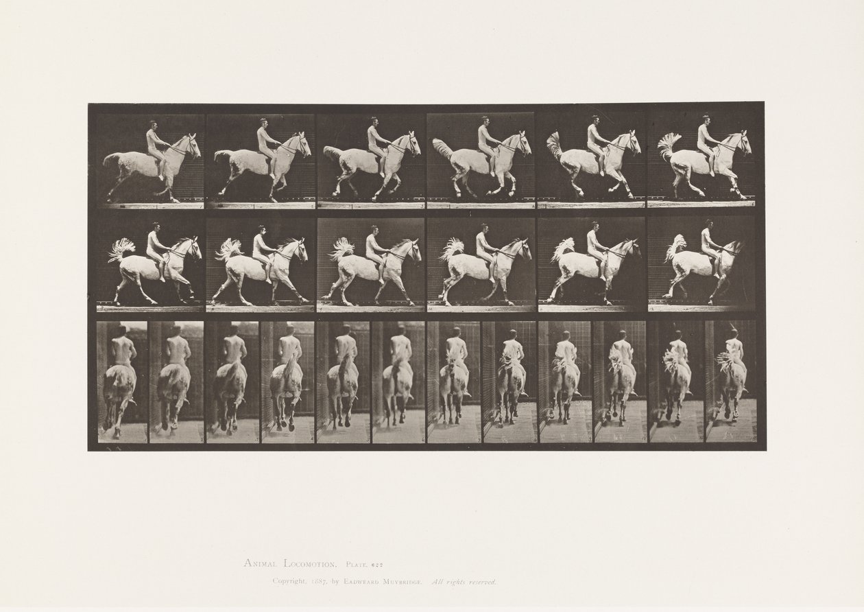 Levy 622. Laukka; Satula; Rider, 43, alaston; harmaa hevonen Smith, 1885 tekijältä Eadweard Muybridge
