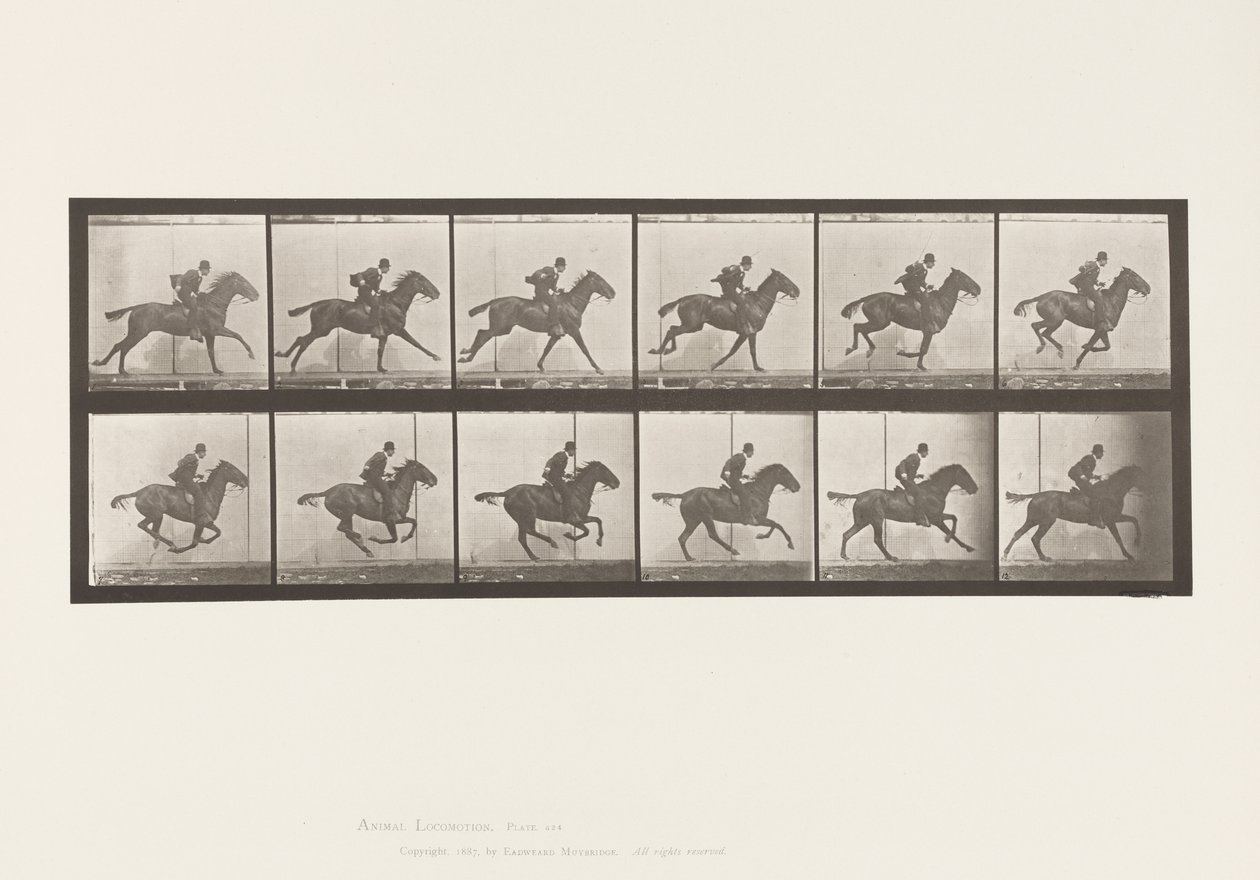 Lauta 624. Laukka; Satula; Bay Horse Daisy tekijältä Eadweard Muybridge