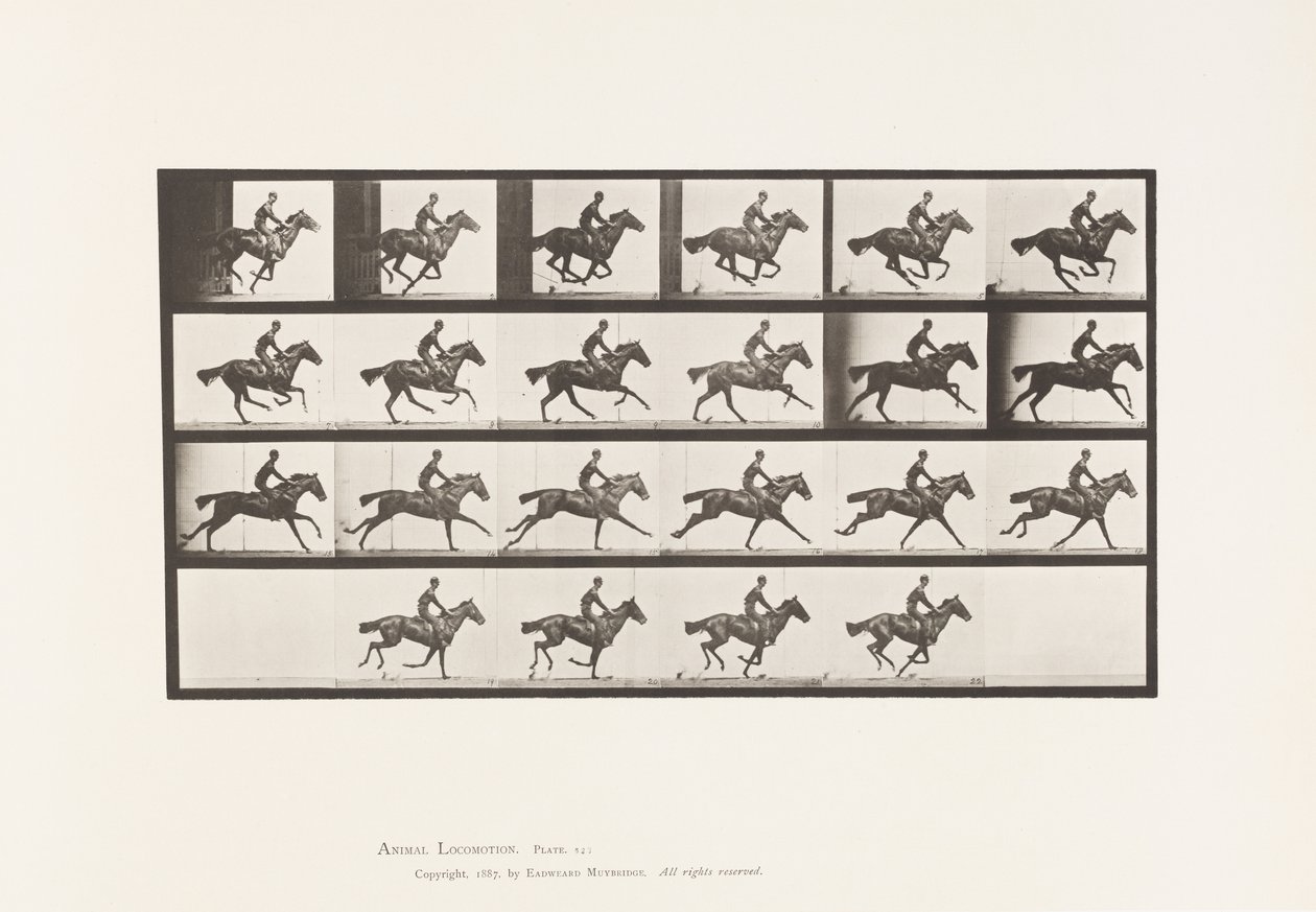 Lauta 625. Laukka; Täysverinen Bay Horse Bouquet tekijältä Eadweard Muybridge